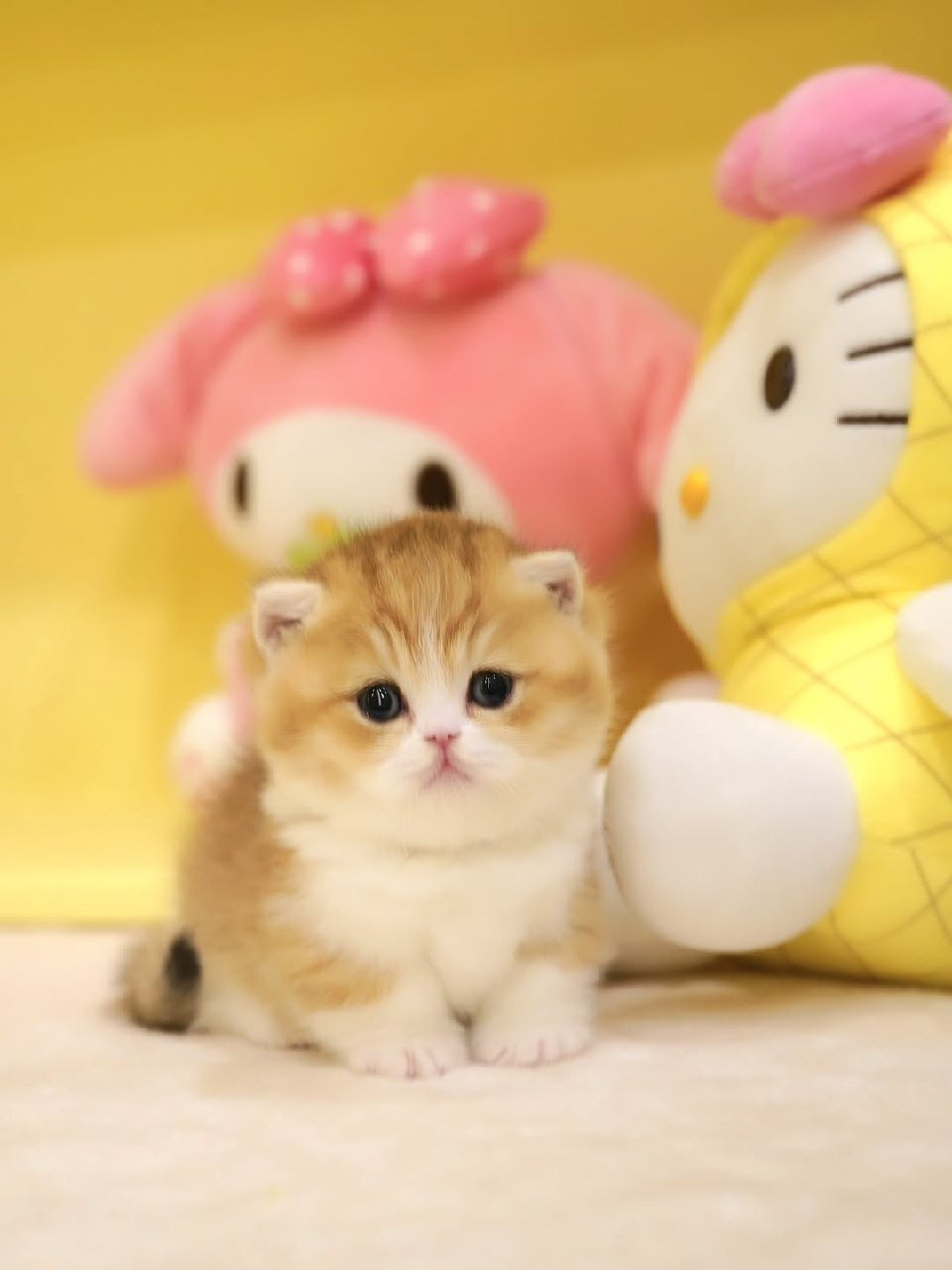 Rehomed Munchkin kitten Nugget - Litter 2502 - Adopted